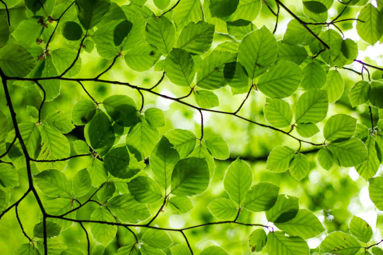 Rapport de situation Printemps 2024