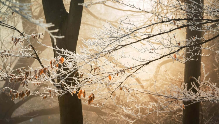 Rapport de situation hiver 2025 