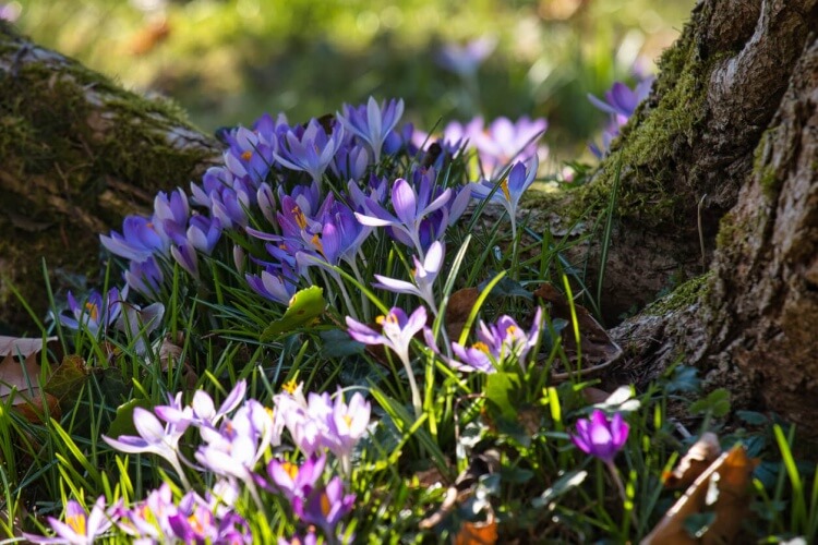 Rapport de situation Printemps 2025